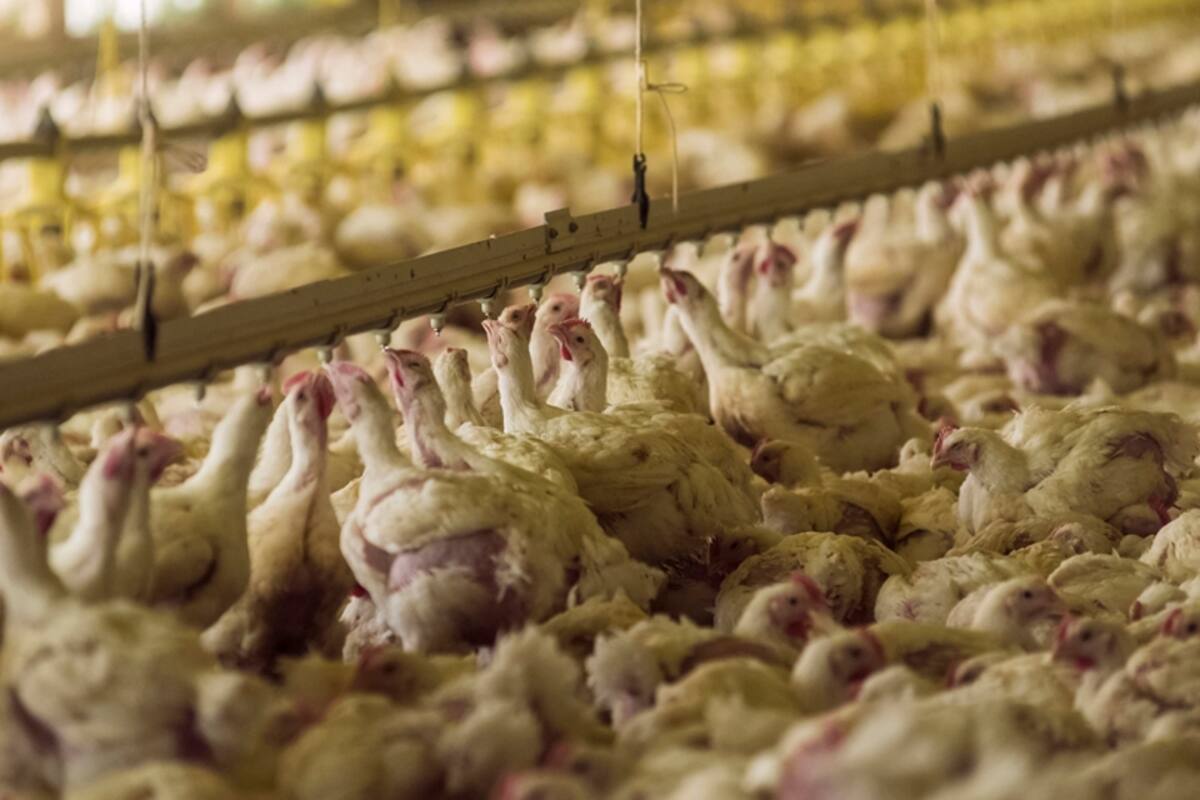 Alerta en el sector avícola por un foco de gripe aviar en Chile