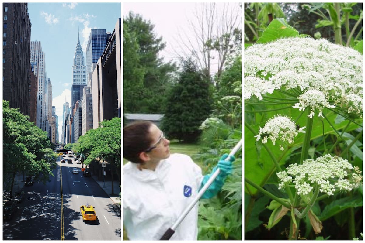 Alerta en Nueva York por la presencia de una planta tóxica