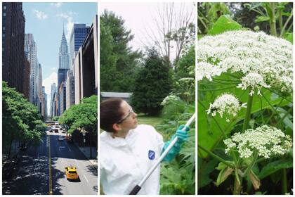 Alerta en Nueva York por la presencia de una planta tóxica