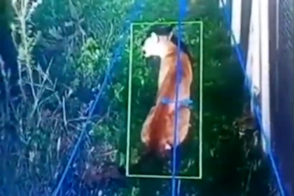 Alerta por la presencia de un puma en la localidad de Hudson