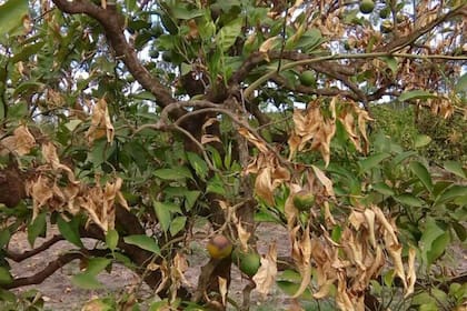 Alerta que la sequía en la producción impactará sobre los precios internos