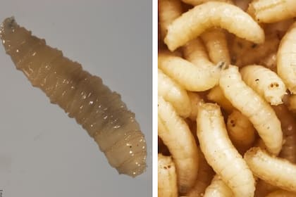 Alertan por el posible regreso del gusano barrenador del nuevo mundo a EE.UU.