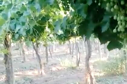 Alertan que cortaron los tres canales con los que los productores agropecuarios sanjuaninos riegan sus cultivos