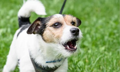 Alertan que el tamaño del perro incide en su esperanza de vida