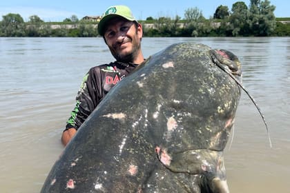 Alessandro Biancardi, pescador profesional italiano, consiguió capturar en el río Po al bagre que, al parecer, sería récord por su longitud