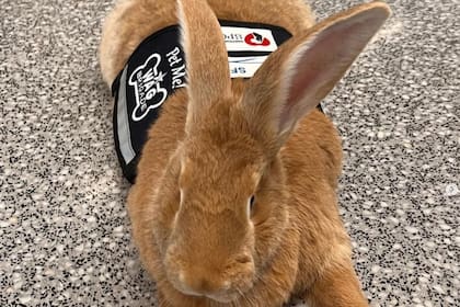 Alex el Grande, el conejo que se sumó a la Wag Brigade del Aeropuerto Internacional de San Francisco