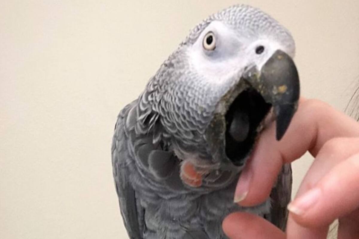 Alex fue entrenado durante treinta años con el propósito de demostrar que las aves pueden ser tan inteligentes como los delfines o los primates. Cuando se vio reflejada en el espejo, se preguntó de qué color era