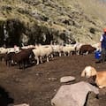 Alfonso, criador de 200 cabras a 4000 metros de altura en Perú: “Me cansé de ser peón y pensé en mi futuro”