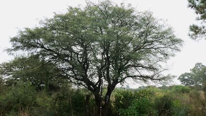 Un ejemplar de algarrobo en Villa María, Córdoba