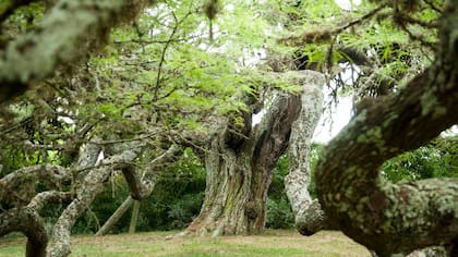 Algarrobo de Pueyrredón: la escritora Victoria Ocampo le dedicó en 1960 el libro Habla el algarrobo, donde el árbol cobra conciencia