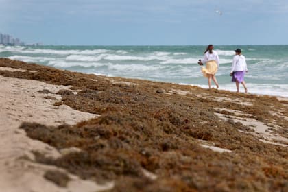 Algas marinas que llegaron a la costa en Fort Lauderdale, Florida. Los informes indican que este verano, una enorme masa de algas sargazo que se ha formado en el Océano Atlántico posiblemente se dirija hacia las costas de Florida y las costas del Golfo de México