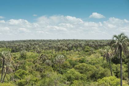 Algo especial tiene el conocido Palmar de Colón entrerriano. Un atractivo paisaje dominado por las palmeras yatay, refugio de fauna y de flora nativas. Una historia que sigue mostrando facetas novedosas, interrogantes sin respuestas y desafíos para asegurar su conservación.
