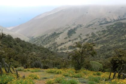 Algunas áreas, como las Lomas de Atiquipa, tienen árboles de baja estatura