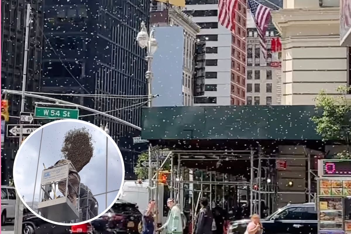 Algunas calles de Nueva York se vieron repletas de abejas el viernes 9 de junio