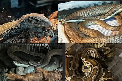 Algunas de las especies exóticas rescatadas por la Policía Federal