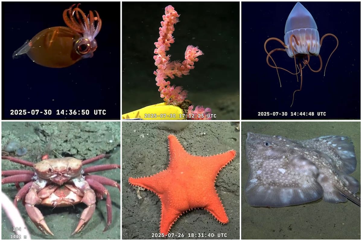 Algunas de las especies que mostró el Conicet en su streaming