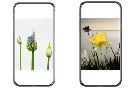 Algunas de las fotografías tomadas por Aldo Sessa con su celular