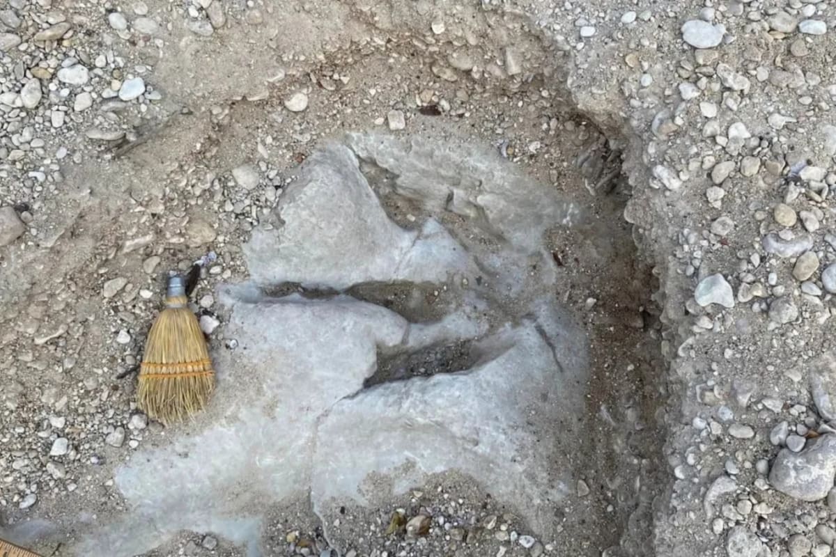 Algunas de las huellas de dinosaurios encontradas en el parque estatal Dinosaur Valley