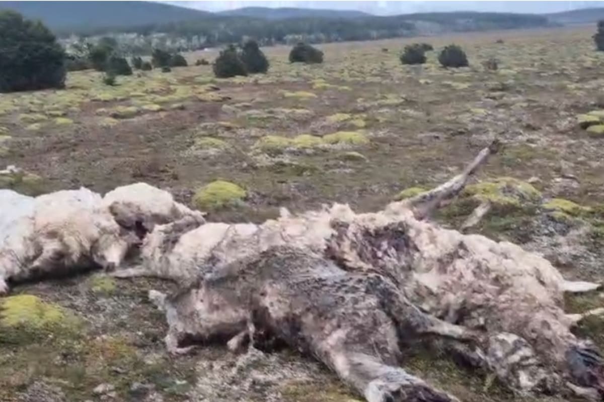 Algunas de las lamas que murieron