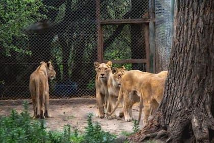 Algunas de las ocho leonas que serán trasladadas desde Luján a Arizona