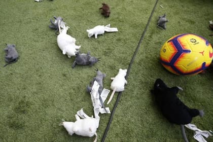 Algunas de las ratas de peluche que le arrojaron al arquero belga