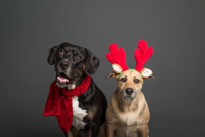 Algunas de las reacciones más comunes de los perros durante los fuegos artificiales es ladrar, correr sin parar o jadear (imagen ilustrativa)