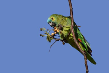 Algunas especies de loros pueden llegar a vivir hasta 90 años