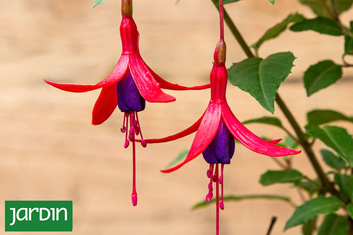 Algunas especies nativas demuestran que pueden ser tan espectaculares como las exóticas