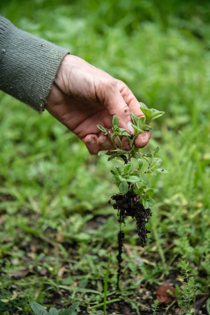 Algunas especies nativas encuentran solas su lugar en el jardín; otras, en cambio, pueden convertirse en un problema