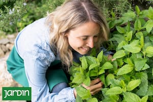 Algunas especies se volvieron centrales en jardines diseñados para regulación emocional