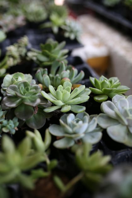 Algunas especies son más propensas a sufrir sus daños como las plantas de interior, cítricos, suculentas y especies ornamentales