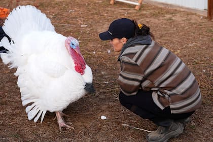 Algunas familias "adoptan" pavos para el Día de Acción de Gracias en lugar de comerlos