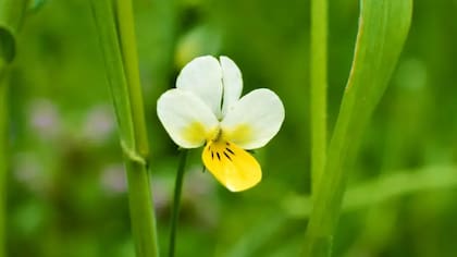 Algunas flores se están adaptando rápidamente al cambio climático y a otras amenazas