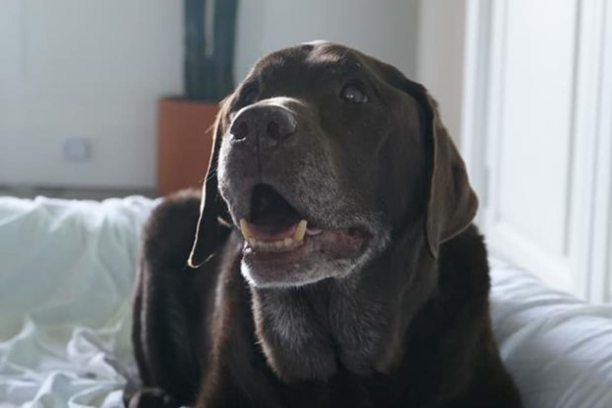 Algunas mascotas experimentan ansiedad por la separación de su dueño cuando los deja solos en su hogar