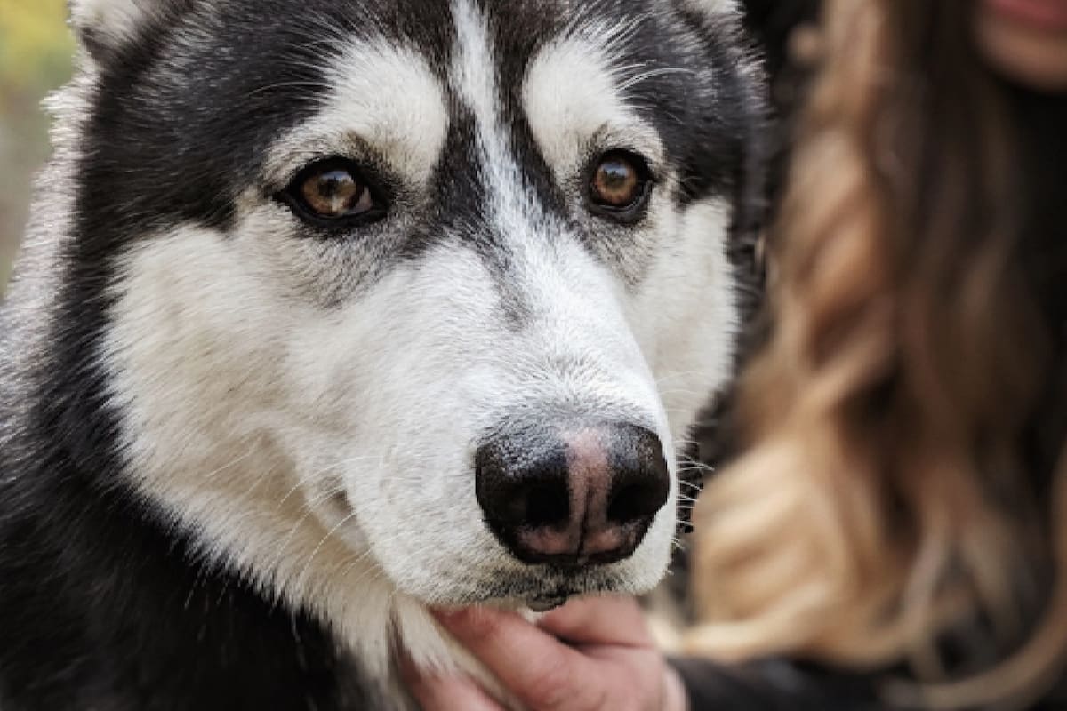 Algunas mascotas son híbridas entre perros y lobos (la foto es ilustrativa)
