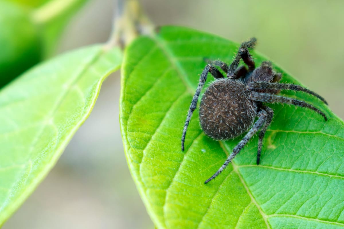 Algunas picaduras de arañas pueden llegar a ser letales (Foto ilustrativa)