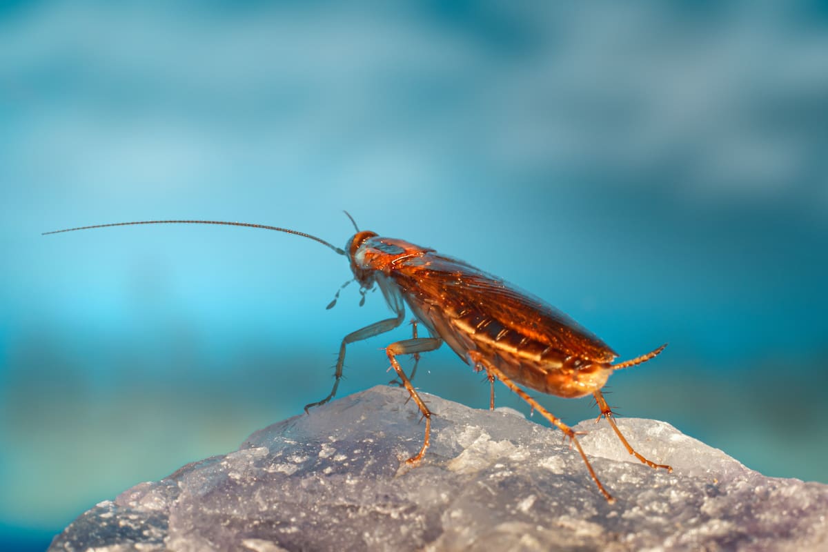 Algunas plantas contienen compuestos aromáticos capaces de alterar el comportamiento de las cucarachas y dificultar su permanencia en espacios cerrados