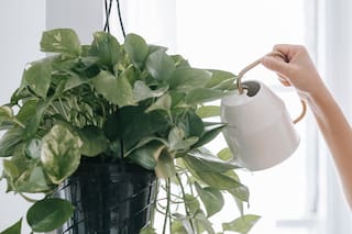 Estas plantas son muy populares, pero también muy tóxicas