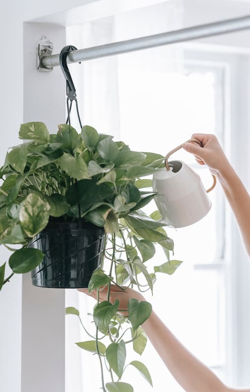 Algunas plantas muy populares, como el potus, tienen cristales de oxalato de calcio en sus hojas y pueden provocar reacciones si los chicos se las llevan a la boca