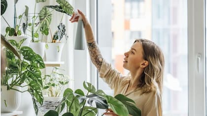 Algunas plantas necesitan agua de lluvia, no de grifo