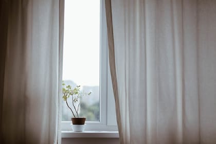 Algunas plantas necesitan mucha luz directa mientras que otras se ven perjudicadas por ella