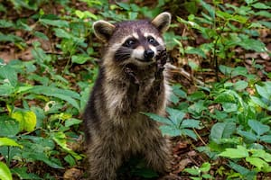 Algunas plantas pueden mantener alejados a los mapaches del jardín