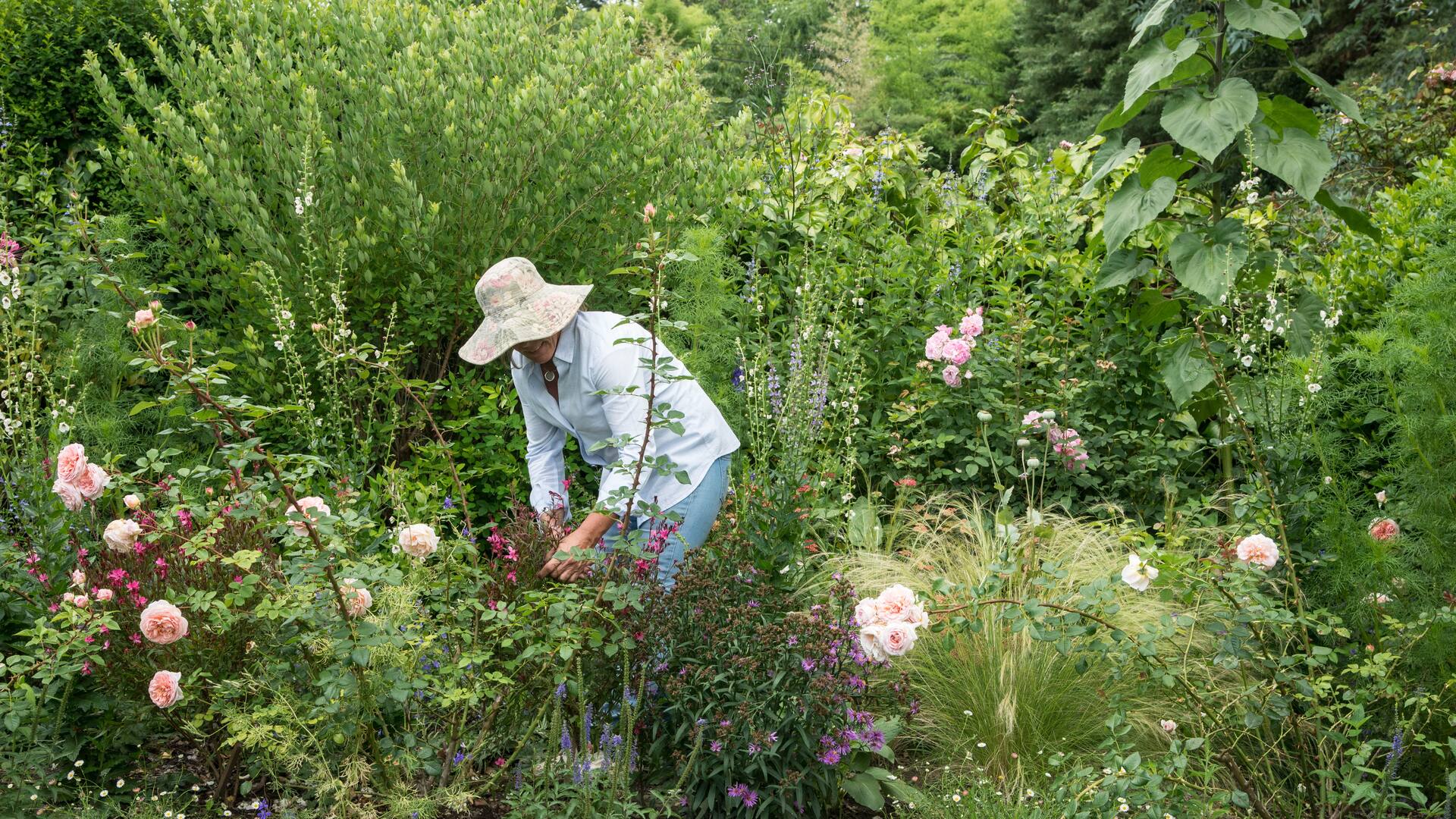 Algunas prácticas para resguardar las plantas del calor, nos ayudarán a asegurar un otoño florido