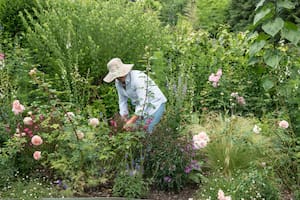 Algunas prácticas para resguardar las plantas del calor, nos ayudarán a asegurar un otoño florido