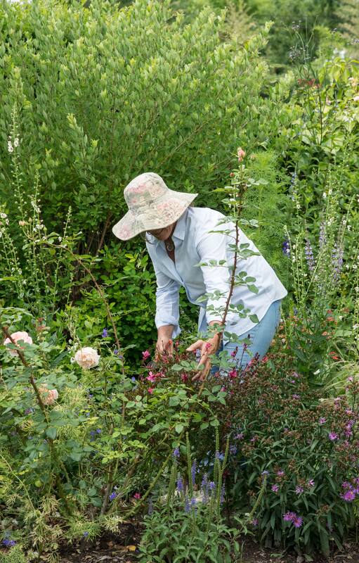 Algunas prácticas para resguardar las plantas del calor, nos ayudarán a asegurar un otoño florido