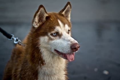 Algunas razas de climas fríos como el Husky o el Maine Coon tienen pelajes densos que actúan como aislante contra el frío