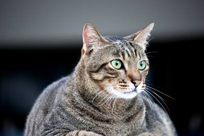 Algunas razas de gatos pueden ser más territoriales que otras. Esto depende se diversos factores