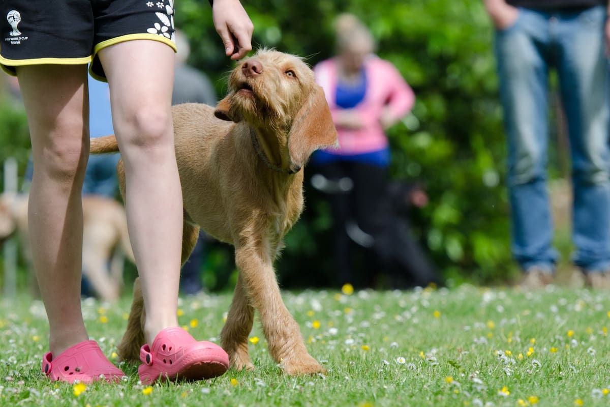 Algunas razas de perros aprenden comandos con gran facilidad