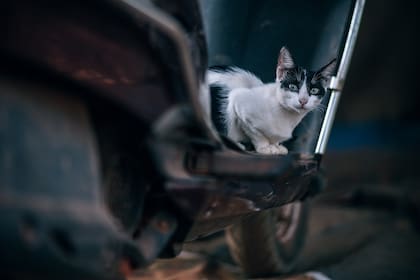 Algunos afirman que si un gato se aparece en tu hogar es un buen augurio
