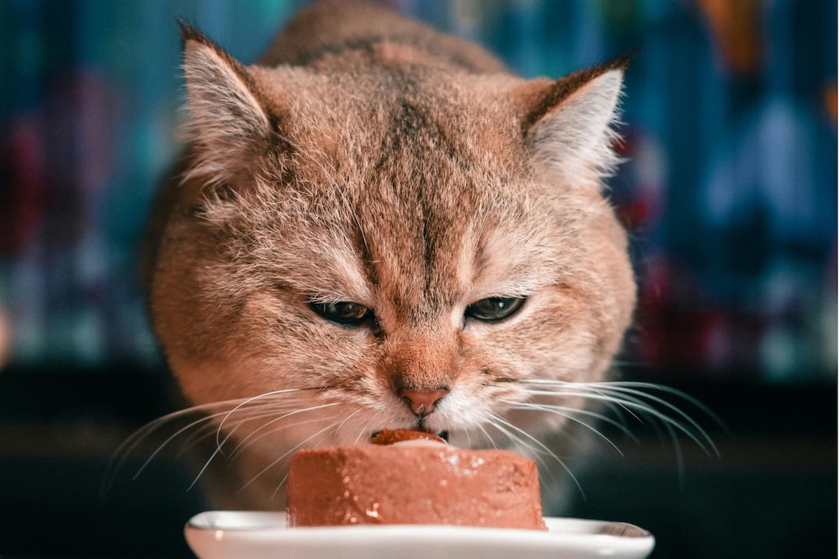 Algunos alimentos ofrecen beneficios adicionales tanto a las personas como a las mascotas